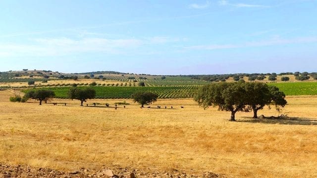 8 Reasons Why You Should Visit Alentejo Right Now