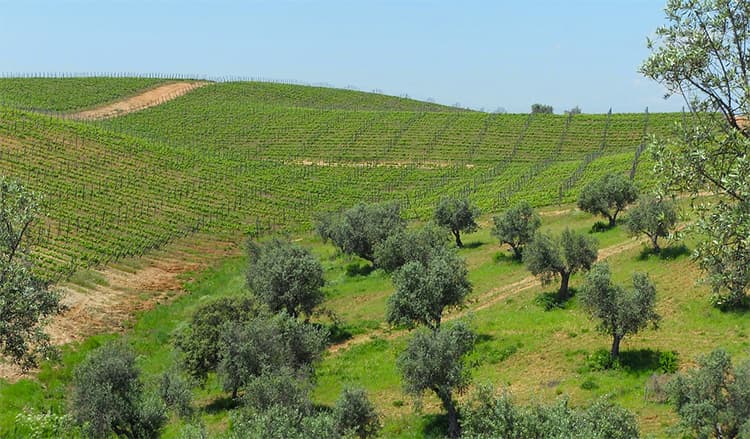 vineyards olive trees Alentejo Portugal