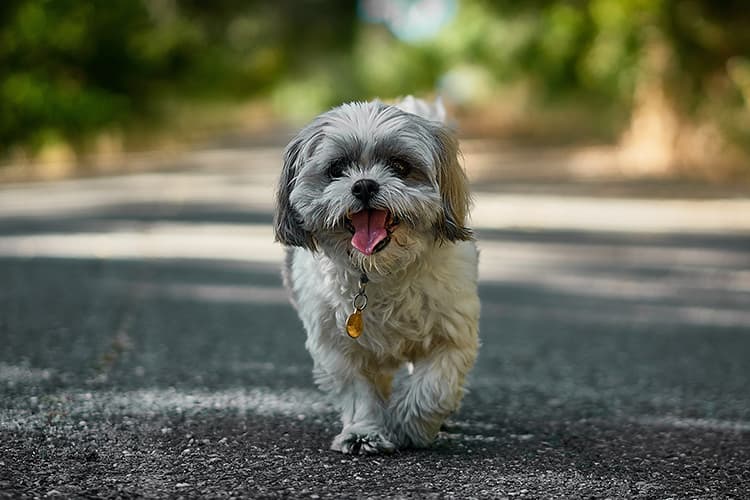 dog Portugal