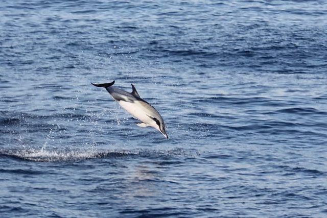 Dolphins Azores