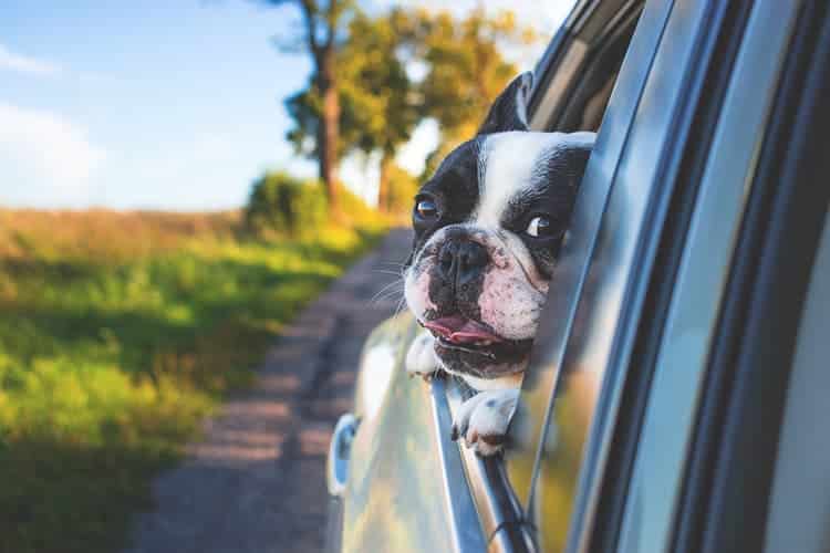 driving with pets Portugal