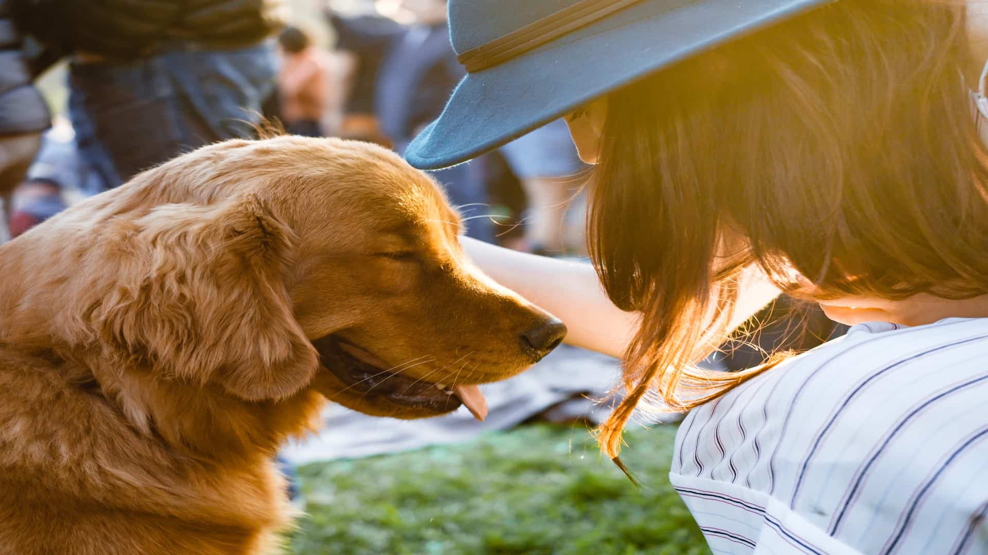 Pets in Portugal: Find Out If We Are a Pet Friendly Country Pets in Portugal: Find Out If We Are a Pet Friendly Country
