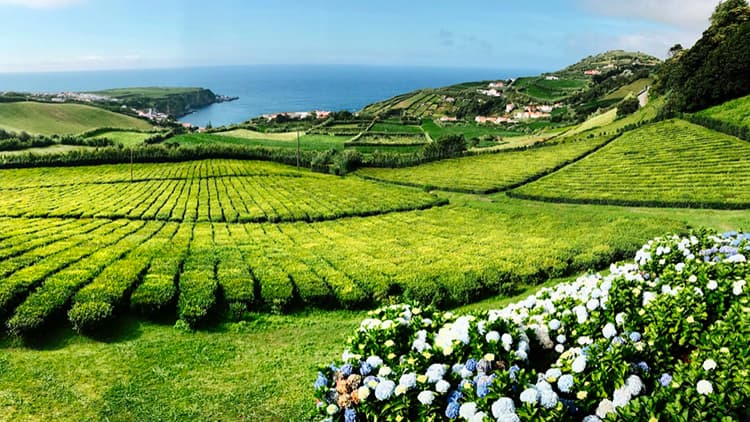 tea Porto Formoso Azores Portugal