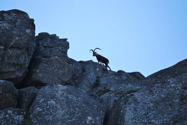 Goats mountains geres