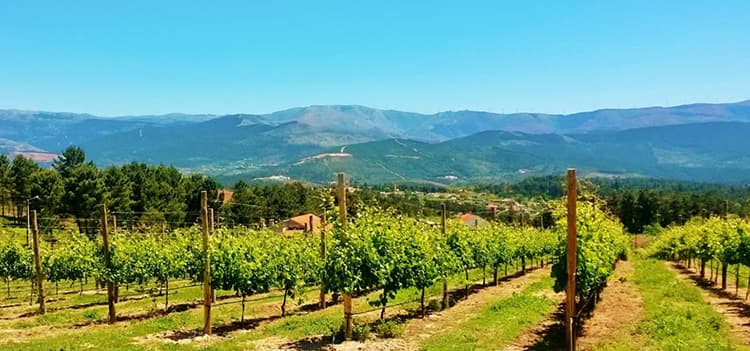 Quinta de Santa Cristina Portugal