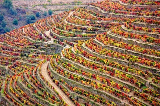 Winery Portugal