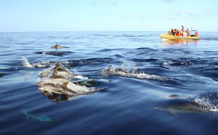 Azores dolphins Portugal