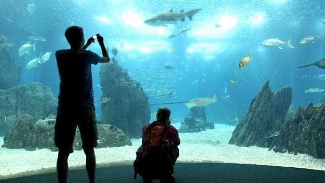 Lisbon Oceanarium – Pay a Visit To The World’s Best Aquarium
