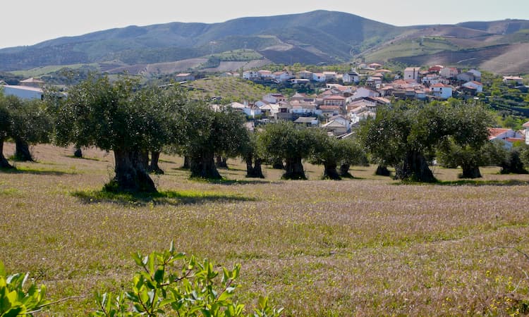 Olive Fields Alentejo