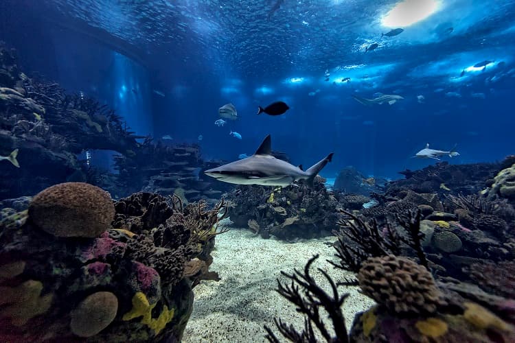 Shark Lisbon Oceanarium