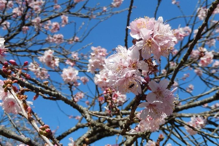 Cherry Trees