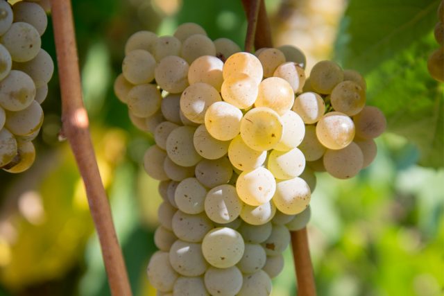 Alvarinho Grapes