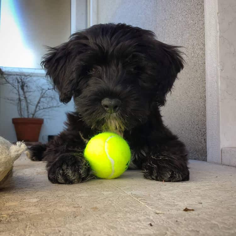 Portuguese-Water-Dog-At-Home