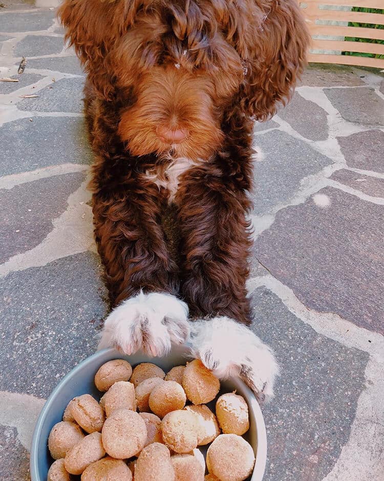 Portuguese-Water-Dog-Eating