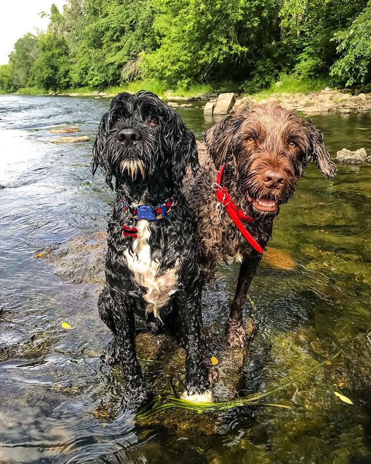 Portuguese-Water-Dog-Swimming