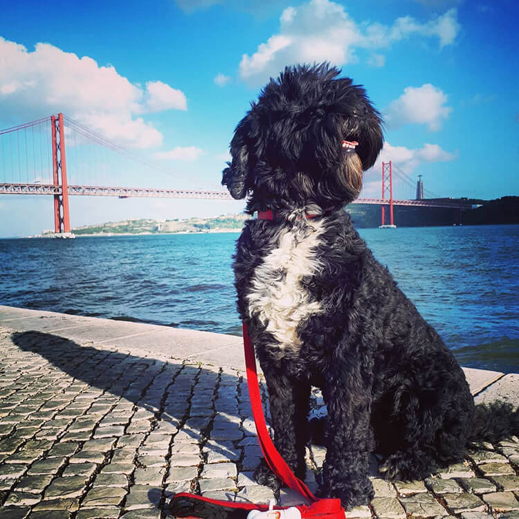 Portuguese-Water-Dog-Walks