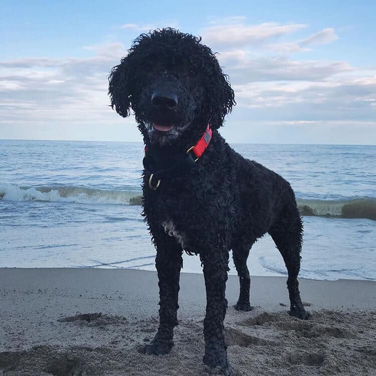 Portuguese-Water-Dog