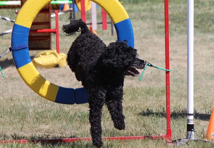 Training-Portuguese-Water-Dog