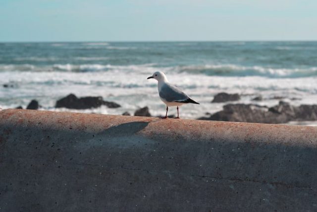 bird-watching-seagull