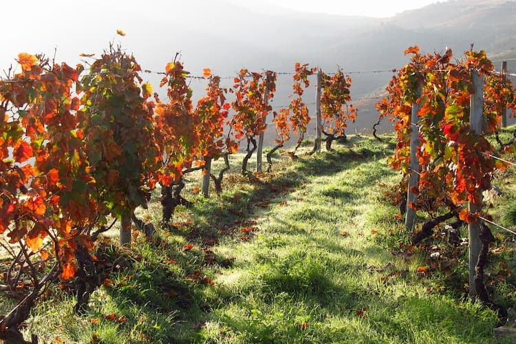 Grapes in Lamego