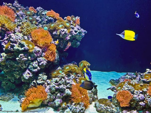 oceanario lisboa