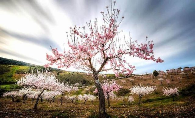 almond blossom festival