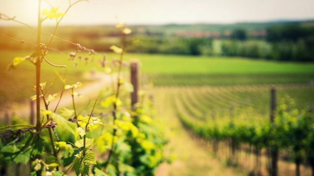 Vinho Verde: Portugal’s Amazing ‘Green Wine’