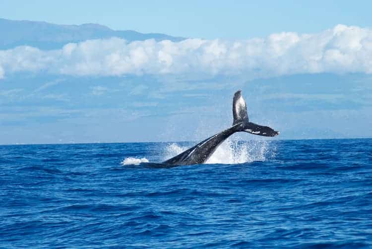 whale azores