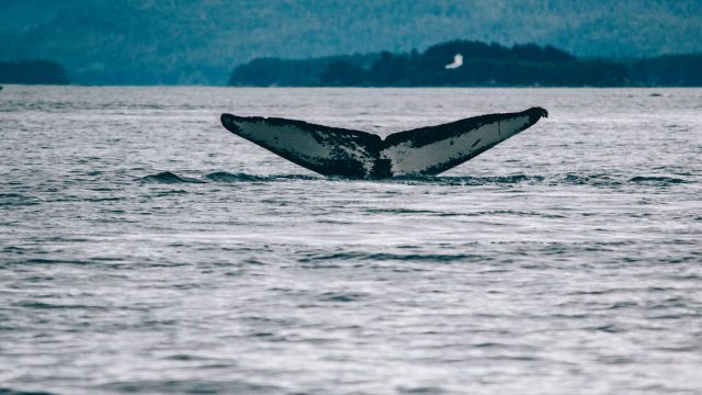 Whale Watching in the Azores: Everything You Need to Know