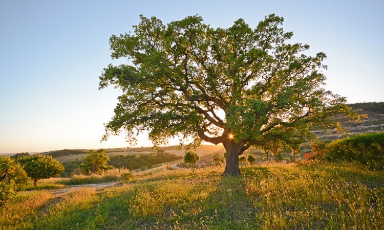 retire-alentejo