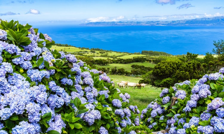 retire-azores